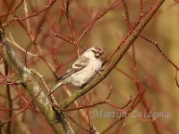 Witstuitbarmsijs [Acanthis hornemanni]